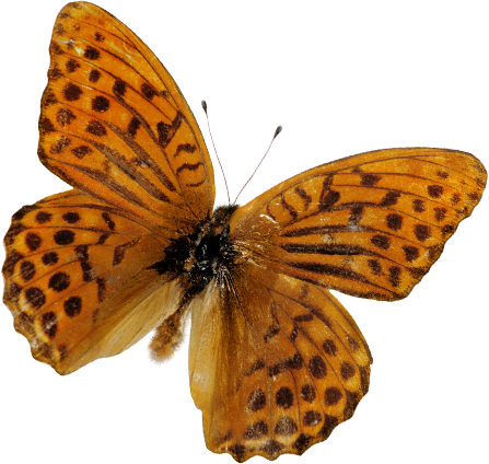 őszi állatok_22.png